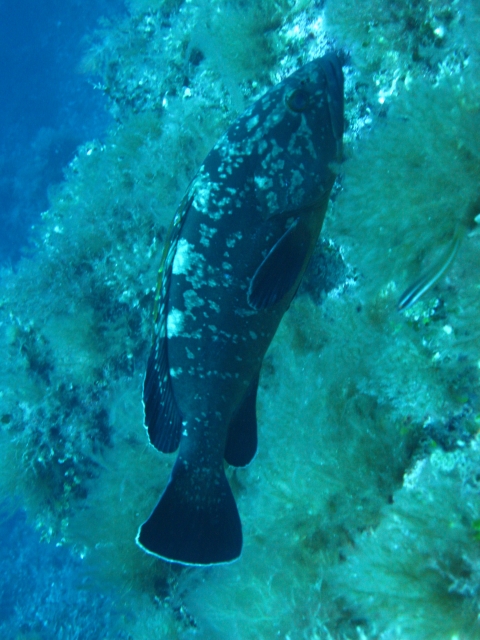  海洋生物